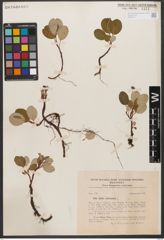Foto von Salix reticulata L.